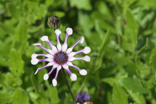 thorny cleome, Cleome spinosa, cleome, 