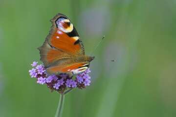 peacock butterfly, butterfly