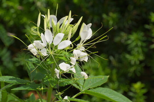 thorny cleome, Cleome spinosa, 