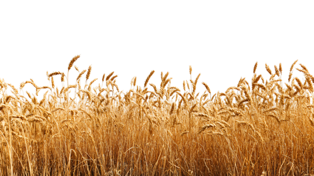 Golden wheat field illuminated by warm sunlight against a dark background