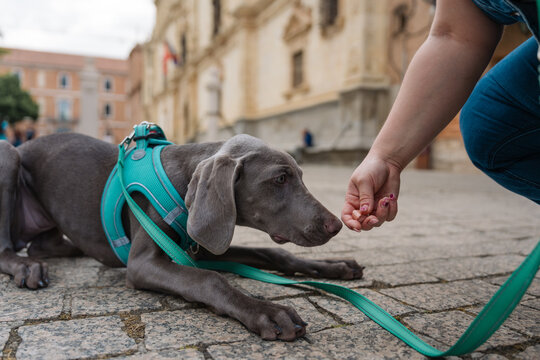 Weimaraner puppy lying down, looking at owner giving treat in city square