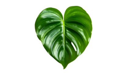 A shiny, heart-shaped, vibrant green leaf with prominent veins against a black background