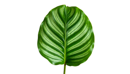 Vibrant, detailed close-up of a striped leaf against a stark black background