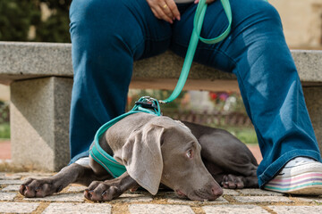 Weimaraner puppy resting at owner's feet in park