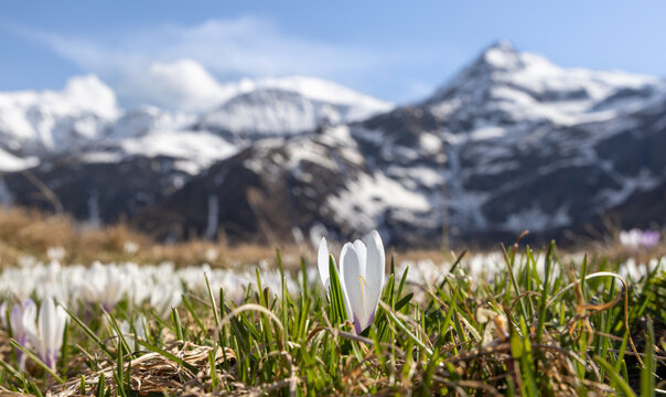 Delicate mountain crocuses bloom in spring landscape