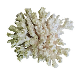 White coral specimen with branching structure isolated on transparent background 