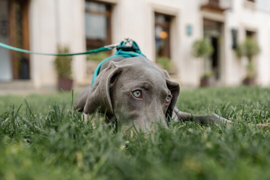 Weimaraner puppy relaxing on grass with leash and harness - Powered by Adobe