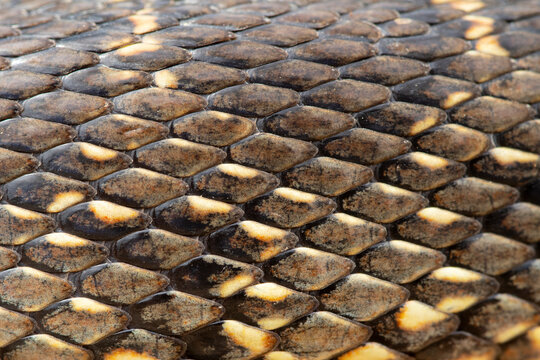 Scales of the horseshoe whip snake in Iberian habitat