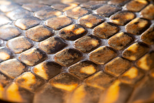 Close-up of Iberian horseshoe whip snake scales