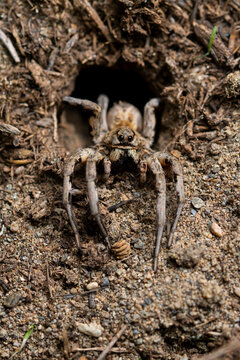 Wolf spider emerging from burrow