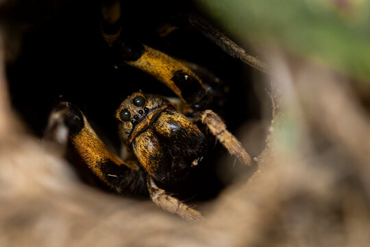 Close-up of a wolf spider in its natural habitat