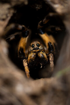 Close-up of a wolf spider in its natural habitat