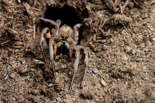 Wolf spider emerging from burrow