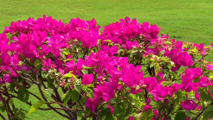 Bougainvillea plants in bloom with pink flowers