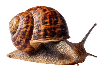Snail movement on ground natural habitat view isolated on transparent background