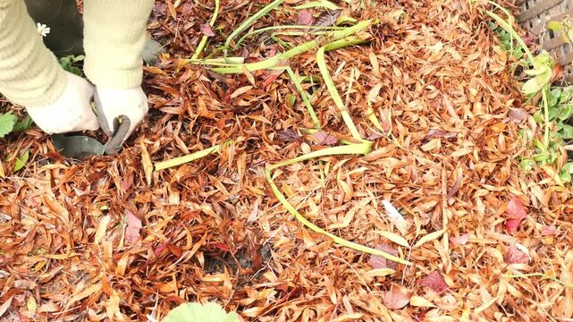 Close-up of a gardner using a bulb planter planting bulbs in a flower bed in the autumn sun