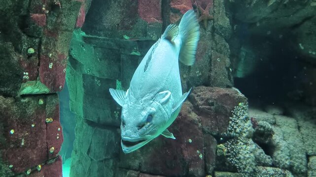 A giant sea bass, Stereolepis gigas, also known as the pescara or giant grouper, moving in the water