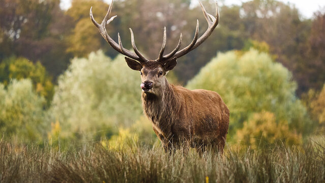 majestic red deer with powerful antlers