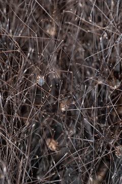 Shepherd spider nest in intricate web surroundings