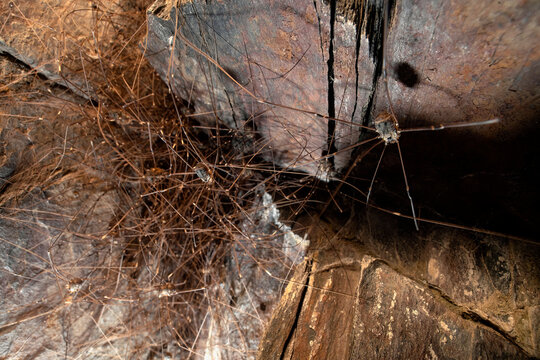 Shepherd spider nest in rocky crevice