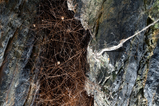 Shepherd spider nest nestled in rocky crevice
