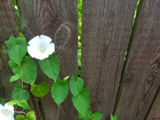 white flowers on wooden background