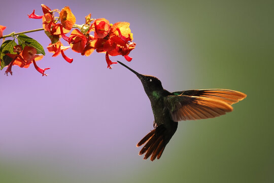 Flame throated hummingbird on a flower in Panama