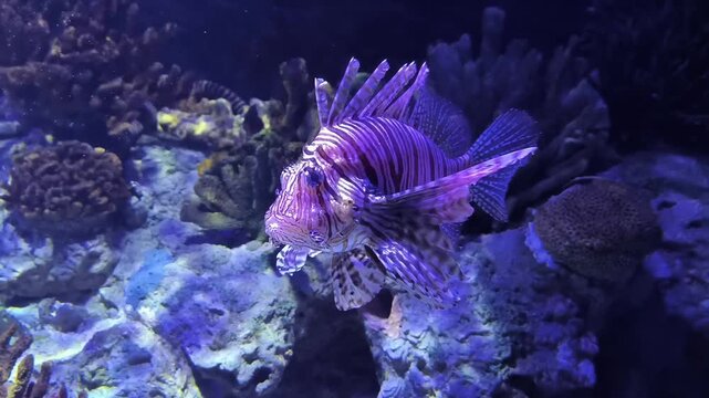 The red lionfish, Pterois volitans, with its white stripes alternating with red stripes and poisonous spines on its dorsal fins, swimming in an aquarium