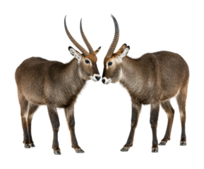 Waterbuck antelopes interacting in nature wildlife isolated on transparent background