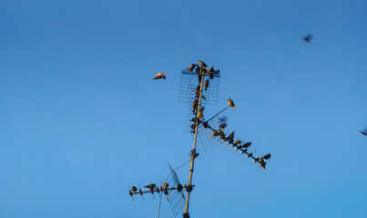 antenna con vari uccelli