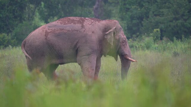 Asian Elephant at the grass field