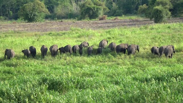 An Elephants at the green field