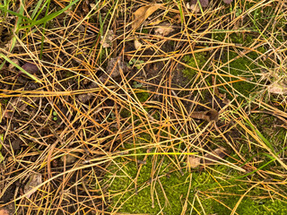 Forest floor with green grass and reddish pine needles on mossy ground