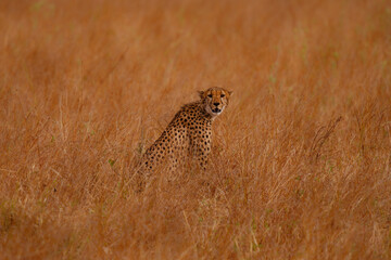 Solitary Cheetah Looking Back in Tarangire Savannah