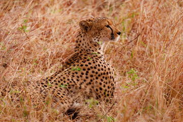 Resting Cheetah in Tall Grass – Tarangire National Park