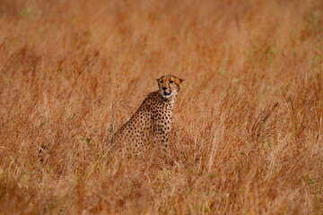 Cheetah Sitting in Golden Grass – Tarangire Tanzania