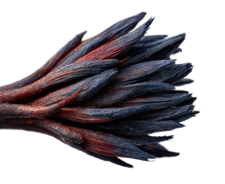 Artistic of black and red brush tips isolated on transparent background