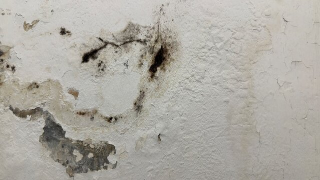 Damp wall with peeling paint and growing green moss, textured surface showing moisture damage, mildew and decay, ideal for urban decay, building maintenance, humidity and grunge background concepts