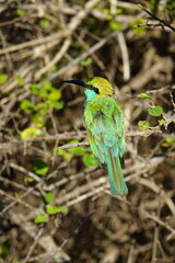 Asian green bee-eater perched on a branch