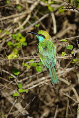 Asian green bee-eater perched on a branch