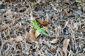 Sri lanken lizard in natural enviroment