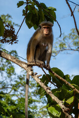 Toque maceque monkey sri lanka
