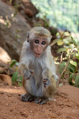Toque maceque monkey sri lanka