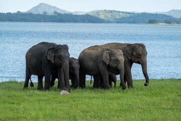 Elephant family walking togheter in nature © Suze
