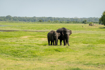 Elephant family walking togheter in nature © Suze