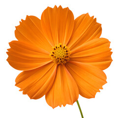 Vibrant orange cosmos flower isolated on transparent background
