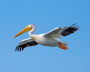Pelicans in flight with amazing bokeh from sun reflecting off of a lake, flying with a blue shy background and silhouetted against a gray sky. 
