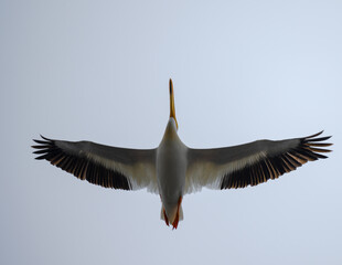 Pelicans in flight with amazing bokeh from sun reflecting off of a lake, flying with a blue shy background and silhouetted against a gray sky. 