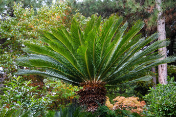 Cycad palm (Latin Cycadaceae) with beautiful green leaves on a clear sunny day. Flora is the nature of a plant.