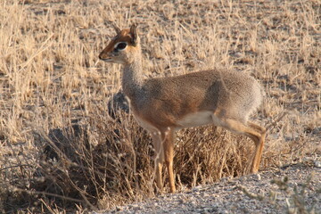 2025-09-07 Tanzania Serengeti National Park